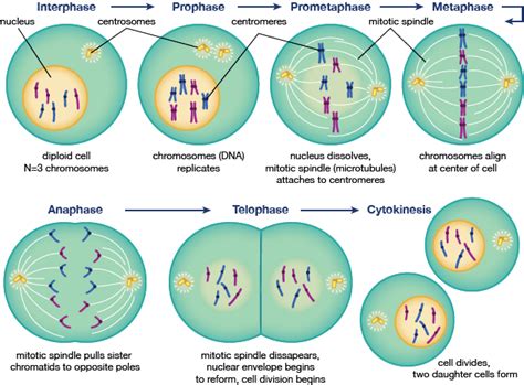 20+ Gambar Pembelahan Sel Secara Mitosis Pics