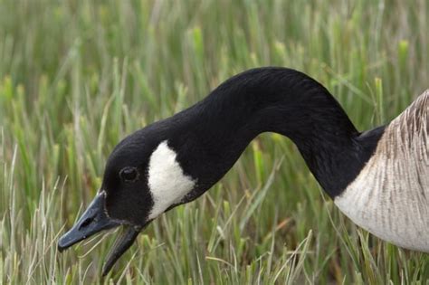 National symbol or national pest? Abundant Canada geese populations a ...