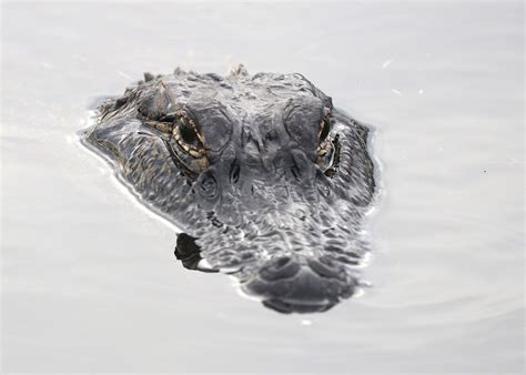 Alligator Free Stock Photo - Public Domain Pictures