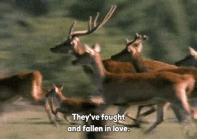 Deer Running GIFs - Find & Share on GIPHY