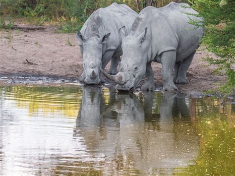 Experience It: Khama Rhino Sanctuary - Botswana’s Animal Community | MackAir