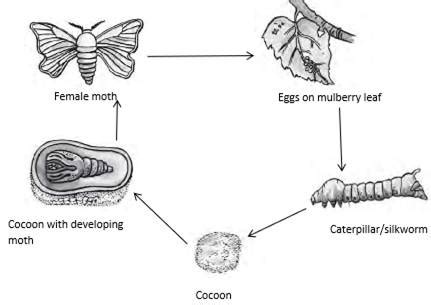 Silk Moth Life Cycle