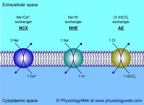 Glucose Sodium Cotransporter Diagram