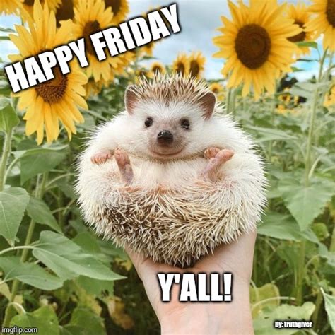 Happy Friday Animal Memes