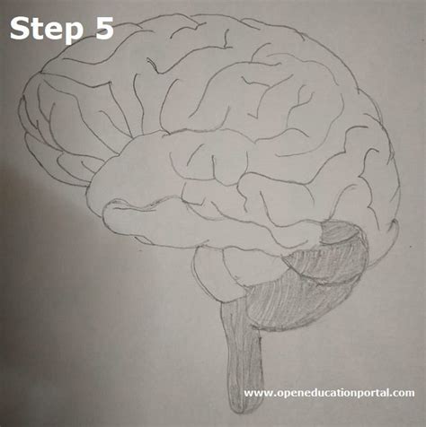 How to Draw Human Brain | Step-By-Step Guide for Brain Drawing