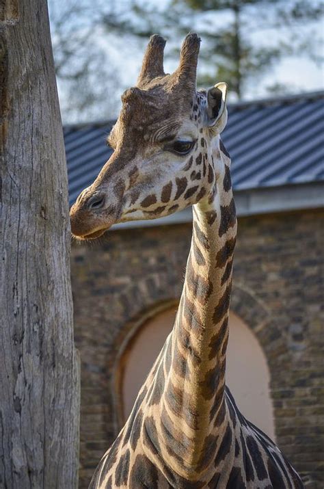 London Zoo | London zoo, Zoo, Animals