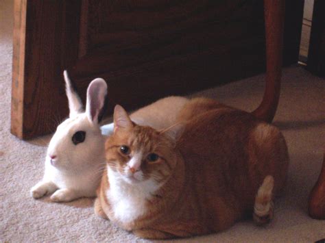 File:Cat and rabbit sitting together.jpg - Wikimedia Commons