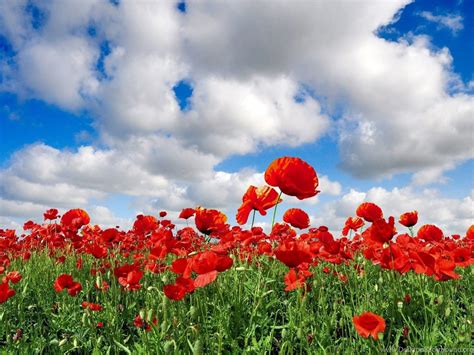 Poppies Flowers Wallpapers - Wallpaper Cave