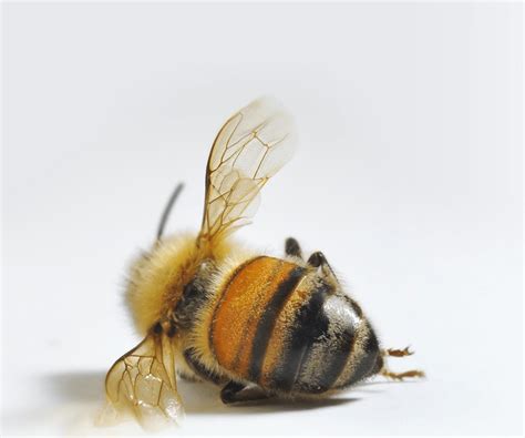 Science by news release: Media miss on bee "extinction" reports ...