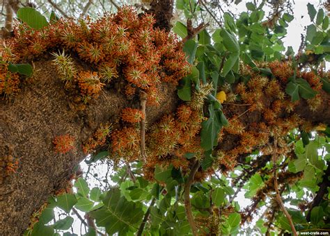 Flowering carob tree