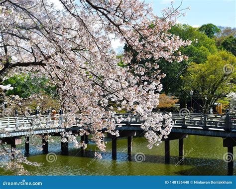 Cherry Trees and Flowers in Nara Park Stock Photo - Image of oriental, freshness: 148136448