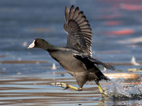 American Coot - eBird Caribbean