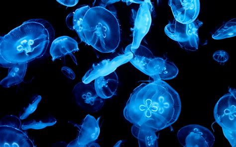 Download Animal Jellyfish HD Wallpaper