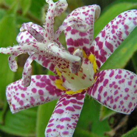 Riggenbach: Toad lilies bloom in a shady garden in the fall | Living | omaha.com