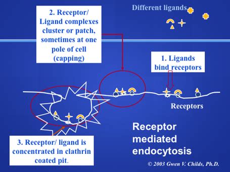 Receptor Mediated Endocytosis—Internalization steps | Celebrate Cytochemistry | Gwen V. Childs ...