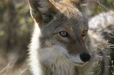 Coyote Removal & Animal Control Services - Columbus, OH - Buckeye Wildlife Solutions