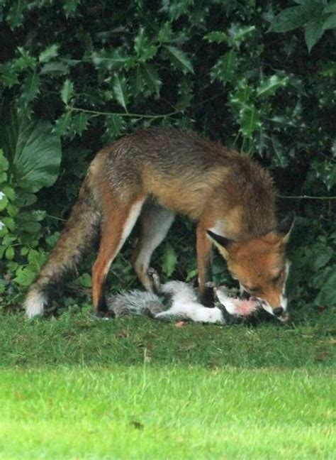 Red Fox Diet-What Foxes Eat/Faune en ligne | The Bay