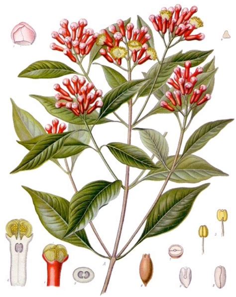 Clove (Syzygium aromaticum) ← Buds in the News