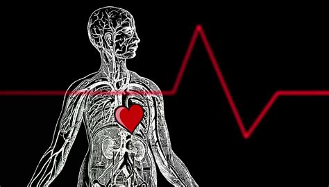 Free Heartbeat Animation Stock Video Footage - Vidsplay.com