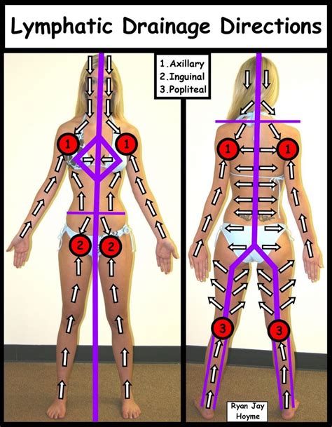 Schematic Diagram Of Directional Flow Of Lymphatic System Ly