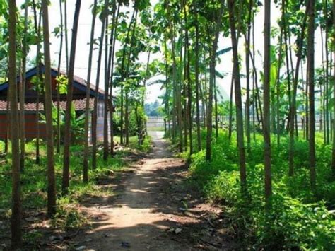 Hutan Lindung Adalah: Pengertian, Manfaat dan 10+ Contohnya