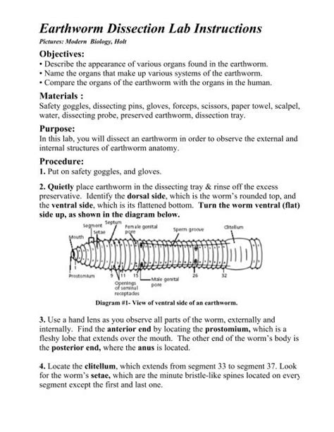 Flower Dissection Lab Activity Worksheet Answers | Best Flower Site