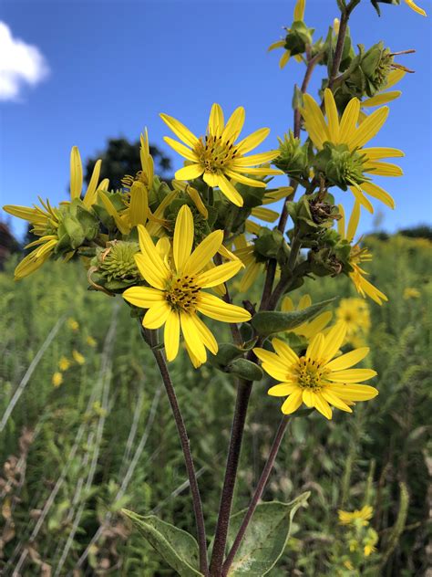 Wisconsin Wildflower | Rosinweed | Silphium integrifolium