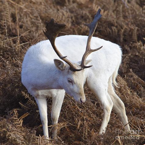 Albino deer Photograph by Steev Stamford