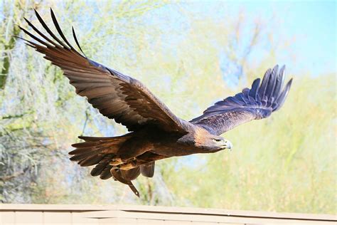 Golden Eagle in Flight Photograph by Shoal Hollingsworth - Fine Art America