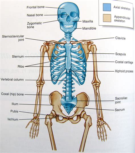 Axial skeleton | Axial skeleton, Human organ diagram, Anatomy bones