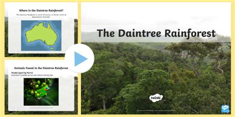 Daintree Rainforest | Australia | Twinkl - Twinkl