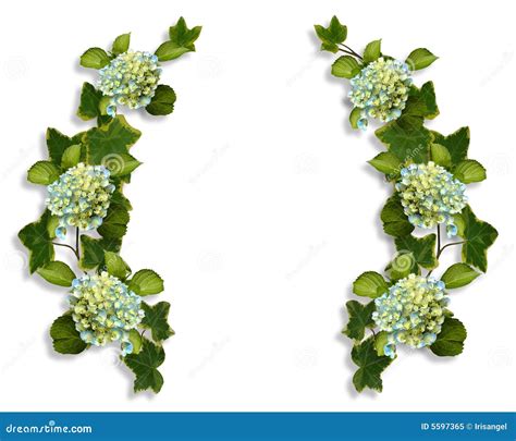 Ivy Borders With Hydrangea Royalty Free Stock Photo - Image: 5597365