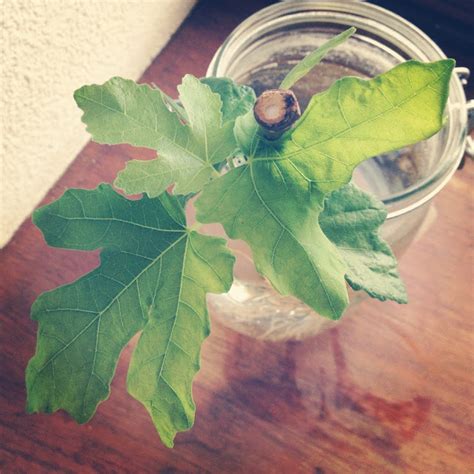 I'm an Outlaw, Not a Hero: A New Twist: Fig Tree Propagation Update Huit