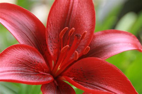 Gambar Bunga Lili Merah - GAMBAR BUNGA
