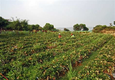 Stock Pictures: Strawberry fields in Mahabaleshwar