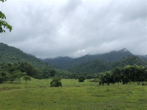 After years of conflict could this Colombian forest be hiding a lost parakeet species? - Global ...