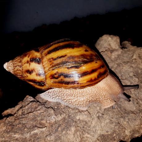 Giant Tiger Snails - Achatina achatina