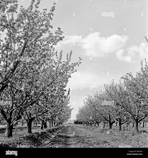 Orchard with flowering apple trees Black and White Stock Photos & Images - Alamy