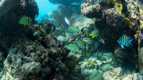 Best Key West Snorkeling Spots and Secret Reef Locations