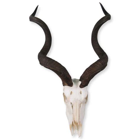 Cowhides USA Real Kudu Skull Wall Decor - Wayfair Canada