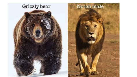 Grizzly Bear Vs Lion Size