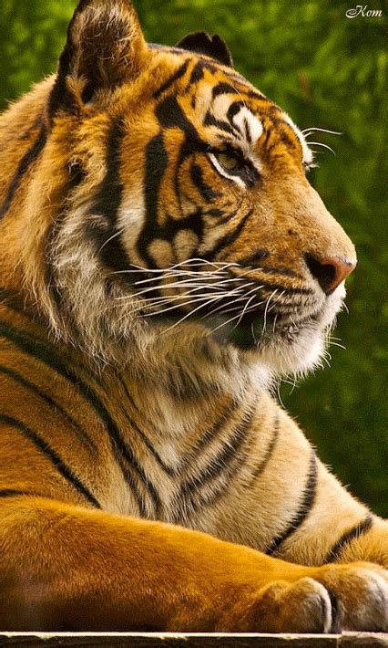 Pin by DOMENICO on FELINES | Tiger painting, Animals, Cute animals