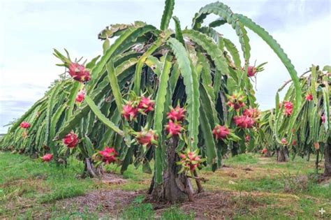 Dragonfruit (Pitahaya, Pitaya) | San Diego Zoo Animals & Plants