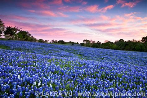 Ennis Bluebonnets Photos in Texas in 2022 | Garden painting, Landscape, Blue bonnets