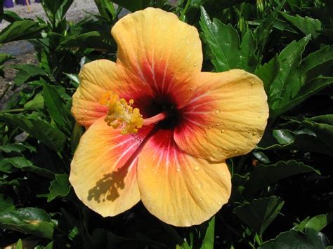 Hibiscus Cuban Variety 175mm Pot | Dawsons Garden World