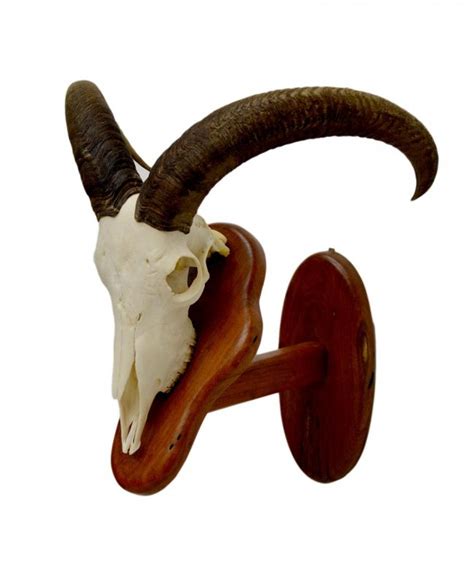 174: AFRICAN AOUDAD MOUNTED SKULL, CURVED HORNS : Lot 174