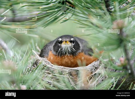 American Robin on Nest Stock Photo - Alamy