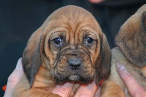 young bloodhound puppy pictures.jpg Hi-Res 720p HD