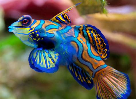 10 Great Saltwater Fish for the Home Aquarium - PetHelpful