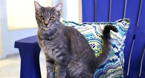 Prince William animal shelter sees uptick in adoptions, fewer ...